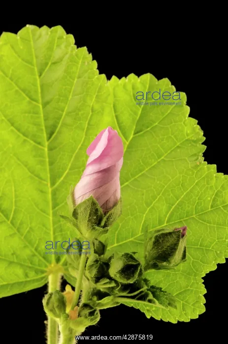 : High / Common Mallow - with closed flower bud : High / Common Mallow - with closed flower bud