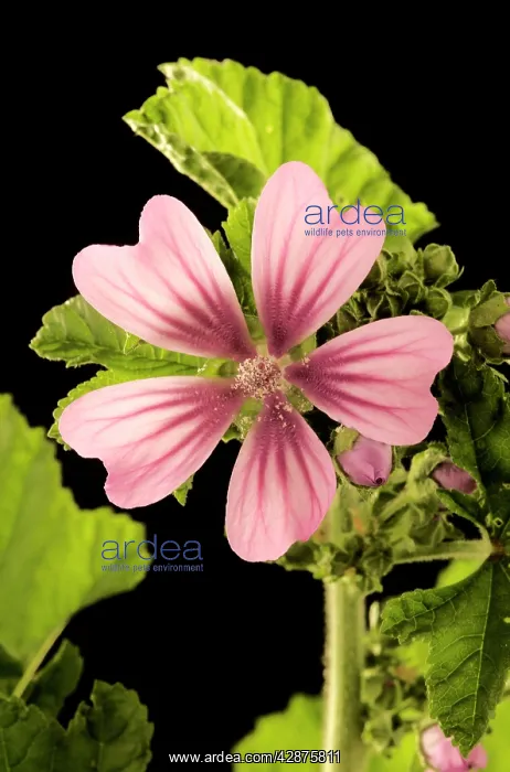  : High  /  Common Mallow - with single, open flower