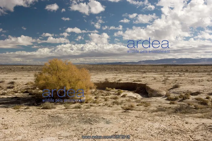 : High desert in Utah, near Eureka. Invaded by tamarisk : High desert in Utah, near Eureka. Invaded by tamarisk