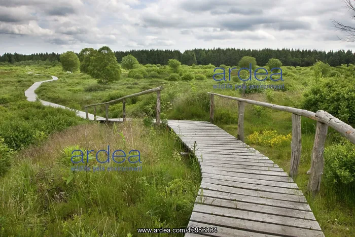 : High Fens landscape : High Fens landscape