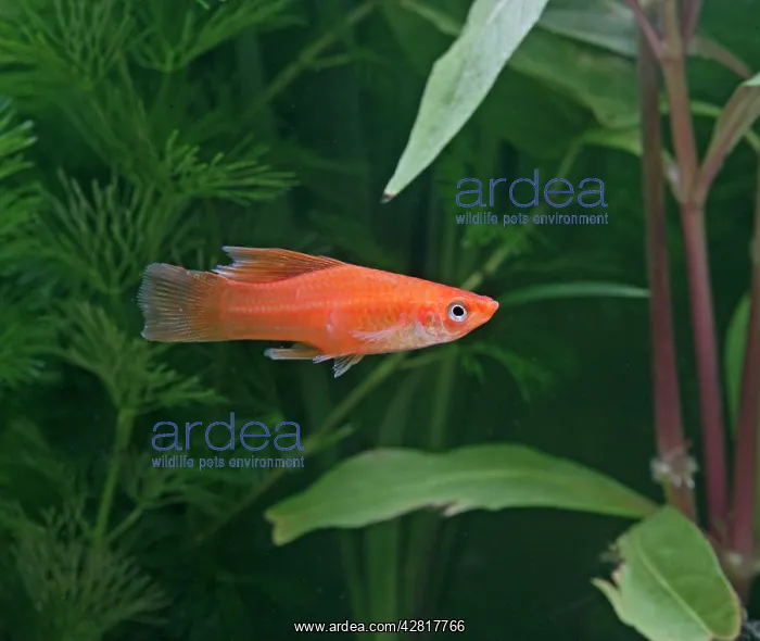 : High fin swordtail - side view : High fin swordtail - side view