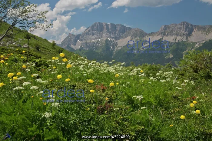 : High flowery pastures - with globe flowers - at : High flowery pastures - with globe flowers - at