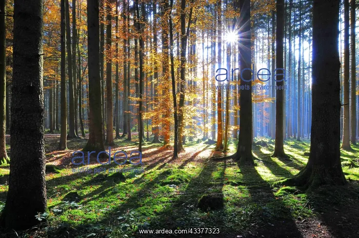 : High forest in autumn with backlight, Natirpark : High forest in autumn with backlight, Natirpark