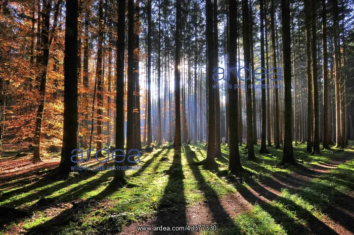 : High forest in autumn with backlight, Natirpark : High forest in autumn with backlight, Natirpark