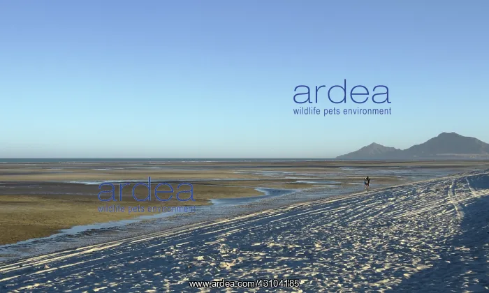 : High and Low Tide (2 of 2) : High and Low Tide (2 of 2)