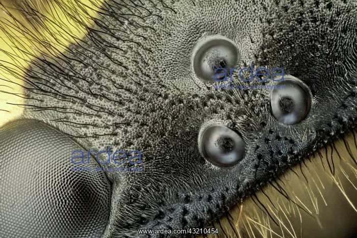 : A high magnification picture of the ocelli and o : A high magnification picture of the ocelli and o