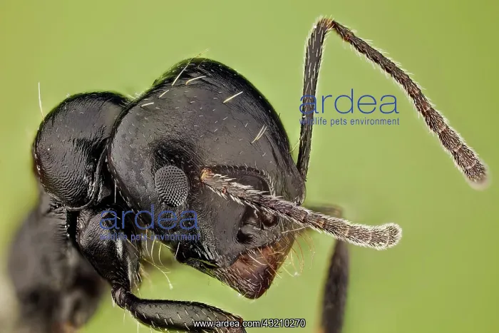 : High magnification shot of an ant, it shows how : High magnification shot of an ant, it shows how