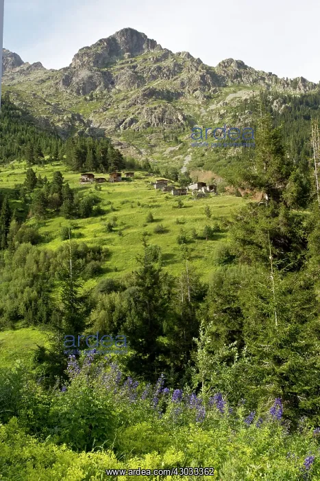  : High Pastures (Yaylas) and forest above Barhal at