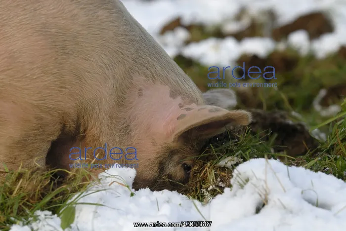  : High pig outdoors in the snow Plougastel