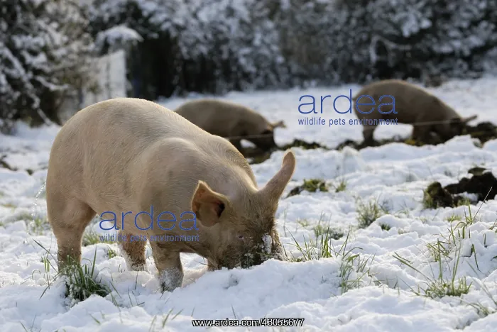 : High pigs outdoors in the snow Plougastel : High pigs outdoors in the snow Plougastel