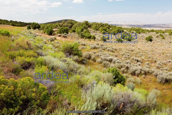 : High Sagebrush desert, north of Rocksprings, Wyoming, USA : High Sagebrush desert, north of Rocksprings, Wyoming, USA