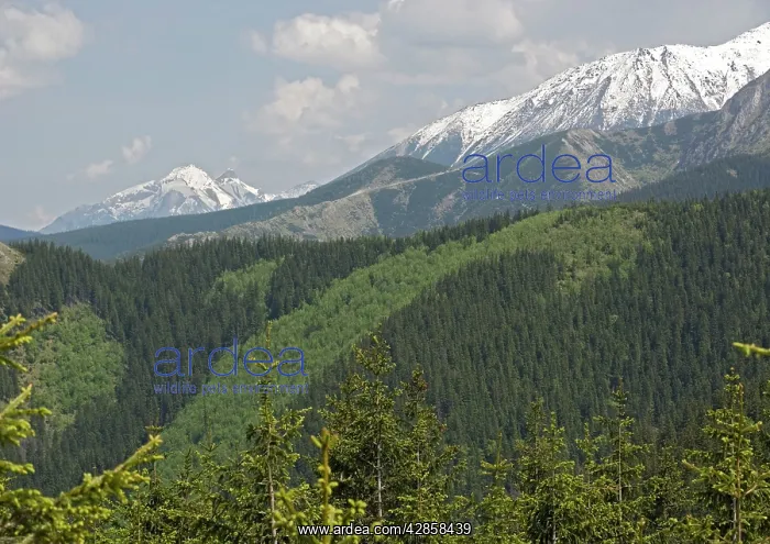: High Tatra mountains, south of Zakopane : High Tatra mountains, south of Zakopane