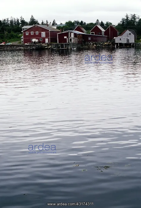 : High Tide, Bay of Fundy : High Tide, Bay of Fundy