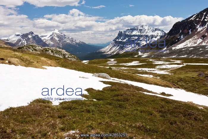 : High tundra below Helen Lake, in the Banff National Park : High tundra below Helen Lake, in the Banff National Park