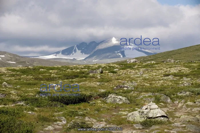 : High tundra and mountains : High tundra and mountains