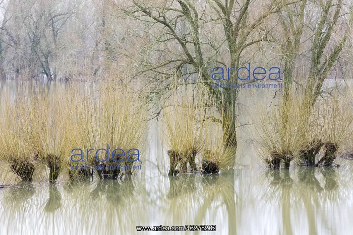 : High water level in the floodplain of river IJs : High water level in the floodplain of river IJs