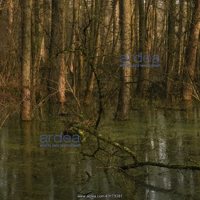 : At high water levels... near-natural marshy forest : At high water levels... near-natural marshy forest