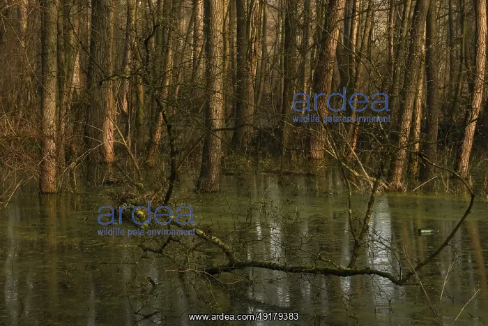 : At high water levels... near-natural marshy forest : At high water levels... near-natural marshy forest