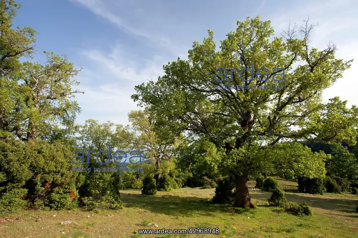 : High wood pasture with Downy Oak - Turkey Oak and : High wood pasture with Downy Oak - Turkey Oak and