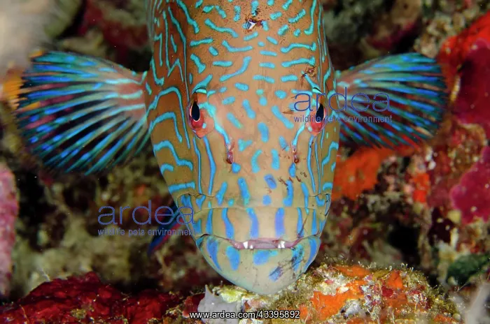 : Highfin Coralgrouper : Highfin Coralgrouper