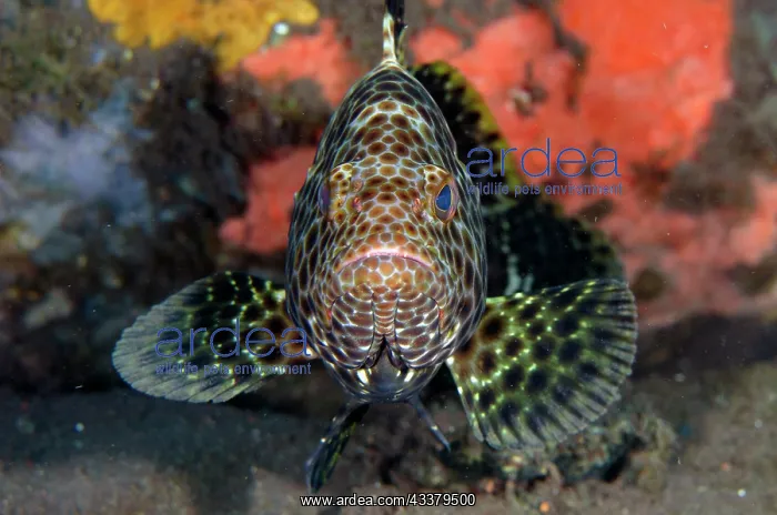 : Highfin Grouper : Highfin Grouper