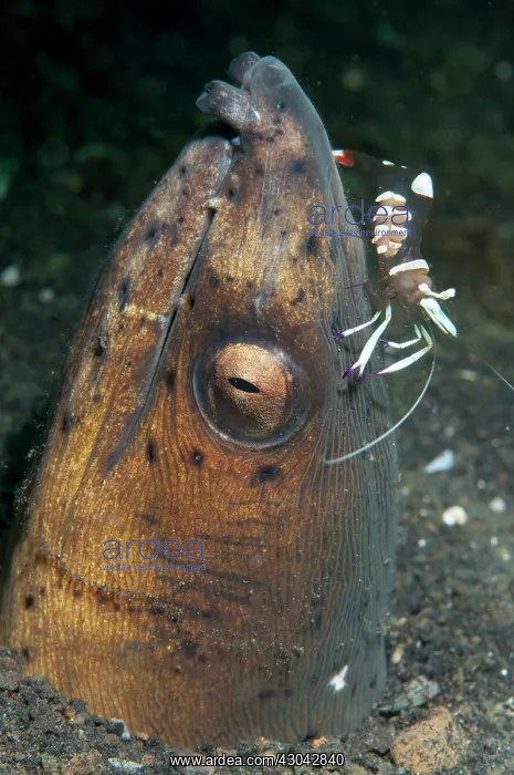: Highfin Snake Eel in hole with Holtuis Anemone : Highfin Snake Eel in hole with Holtuis Anemone