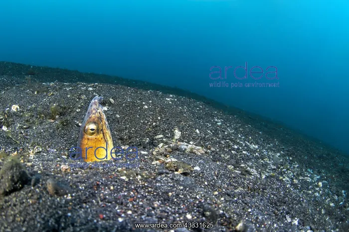 : Highfin snake eel (Ophichthus altipennis) on a sandy : Highfin snake eel (Ophichthus altipennis) on a sandy