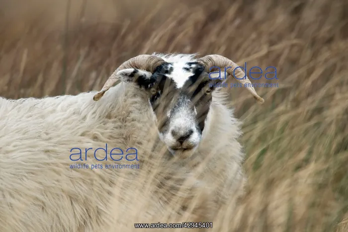 : Highland Blackface Sheep : Highland Blackface Sheep