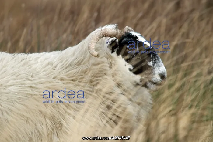  : Highland Blackface Sheep