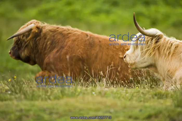 : Highland bull and cow lying in a meadow Scotland : Highland bull and cow lying in a meadow Scotland