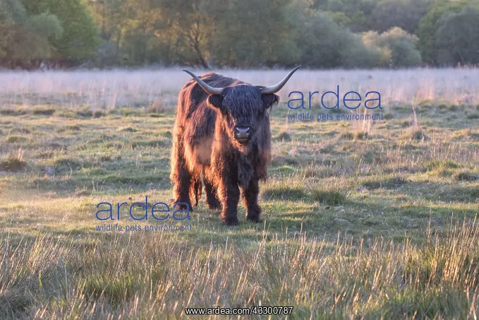 : Highland Bull on Norfolk grazing marsh - Norfolk : Highland Bull on Norfolk grazing marsh - Norfolk