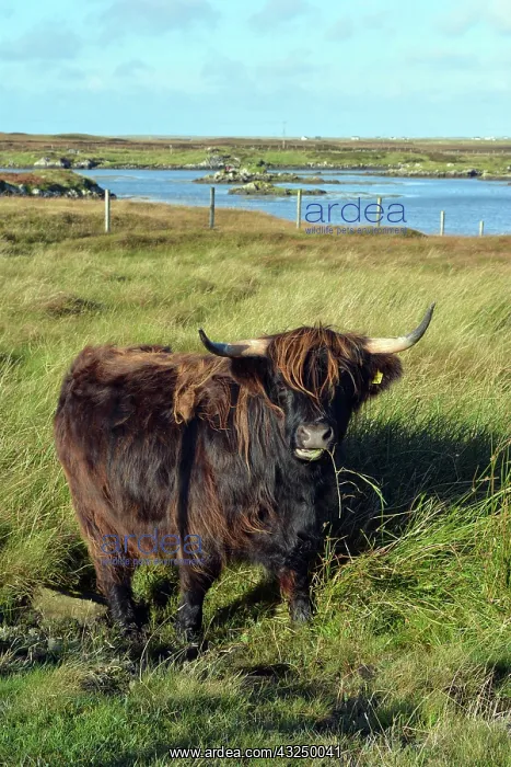 : Highland Bullock, South Uist, Outer Hebrides