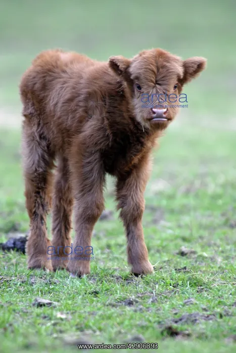 : Highland Calf - in meadow, looking inquisitive : Highland Calf - in meadow, looking inquisitive