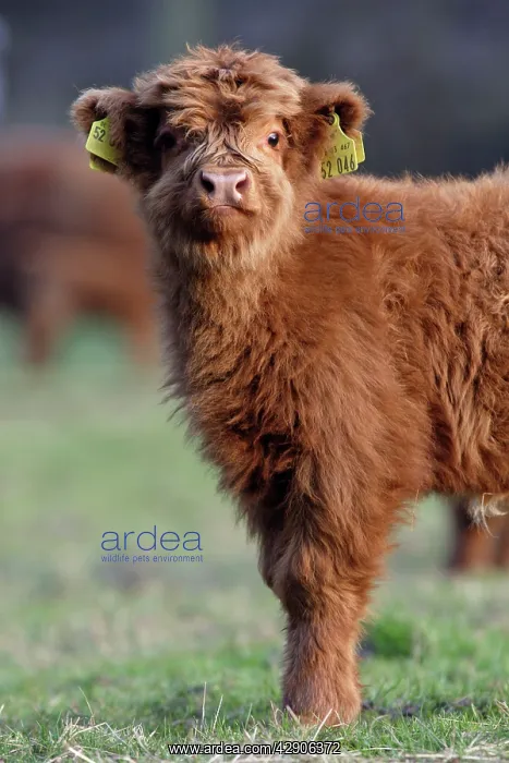: Highland Calf - On meadow, with registration tags : Highland Calf - On meadow, with registration tags