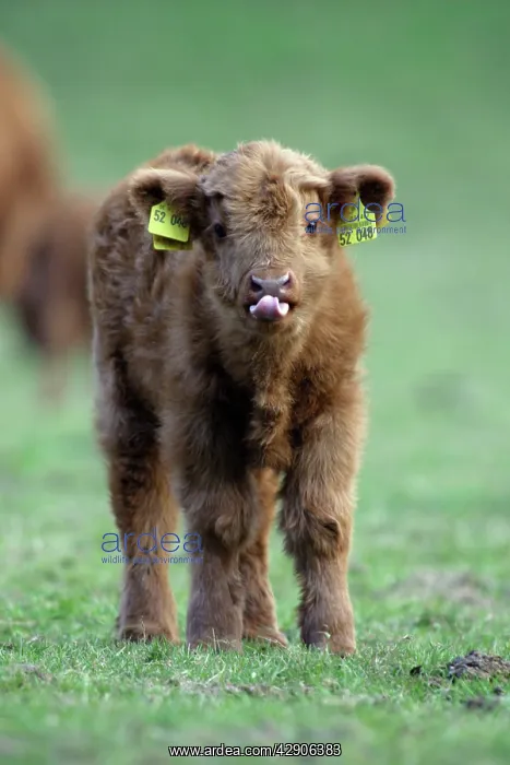 : Highland Calf - On meadow, with registration tags : Highland Calf - On meadow, with registration tags