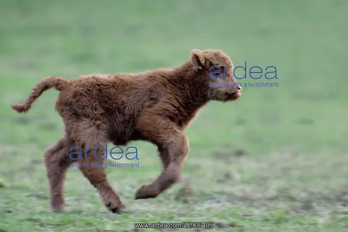 : Highland Calf - Running across meadow : Highland Calf - Running across meadow