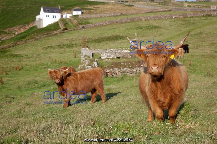  : Highland Cattle