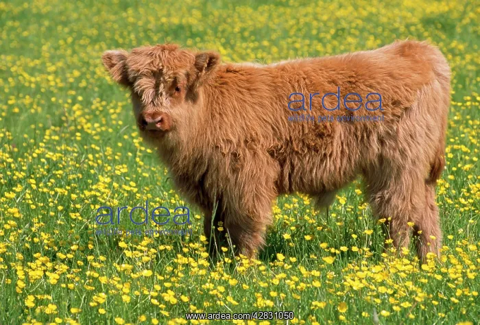  : Highland Cattle