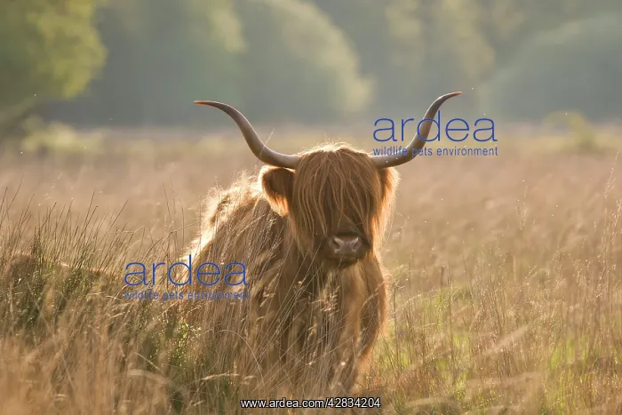 : Highland Cattle : Highland Cattle