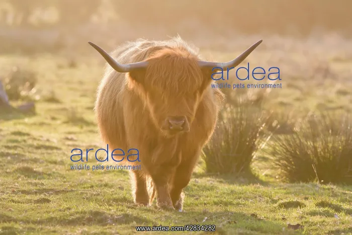 : Highland Cattle : Highland Cattle