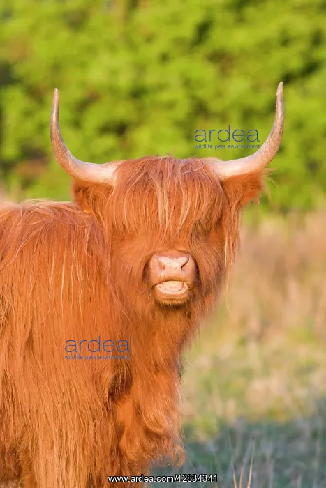 : Highland Cattle : Highland Cattle
