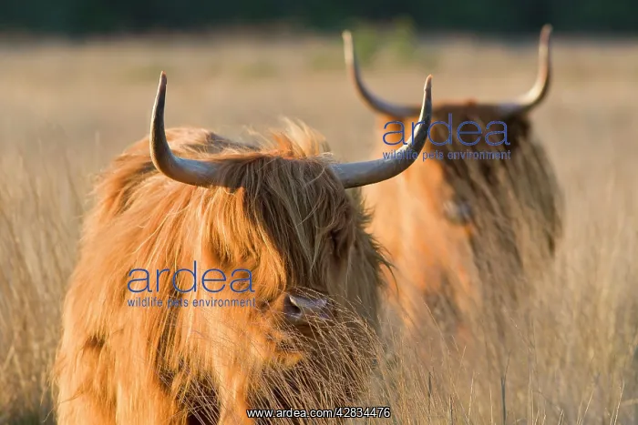: Highland Cattle : Highland Cattle