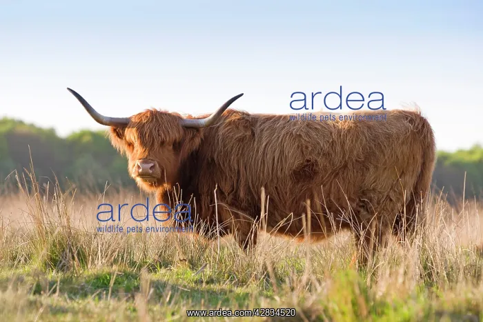 : Highland Cattle : Highland Cattle