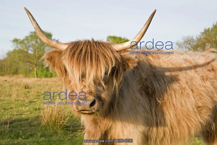 : Highland Cattle : Highland Cattle