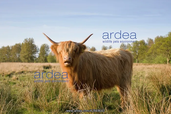 : Highland Cattle : Highland Cattle