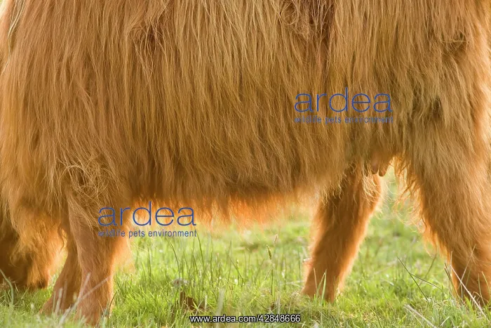 : Highland Cattle : Highland Cattle