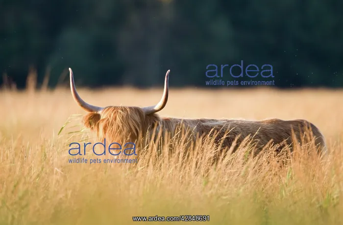 : Highland Cattle : Highland Cattle