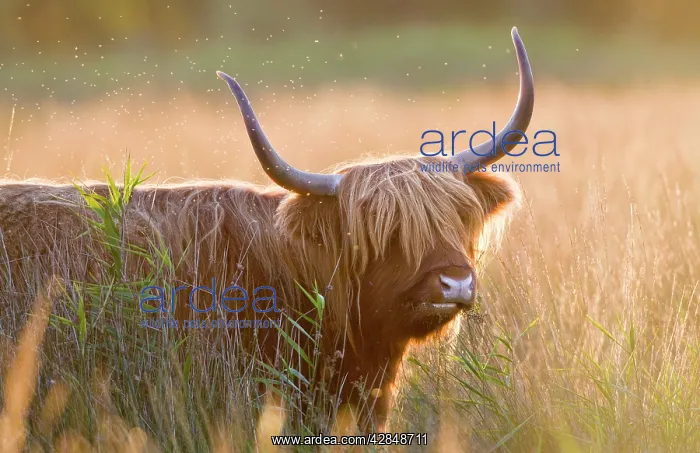 : Highland Cattle : Highland Cattle