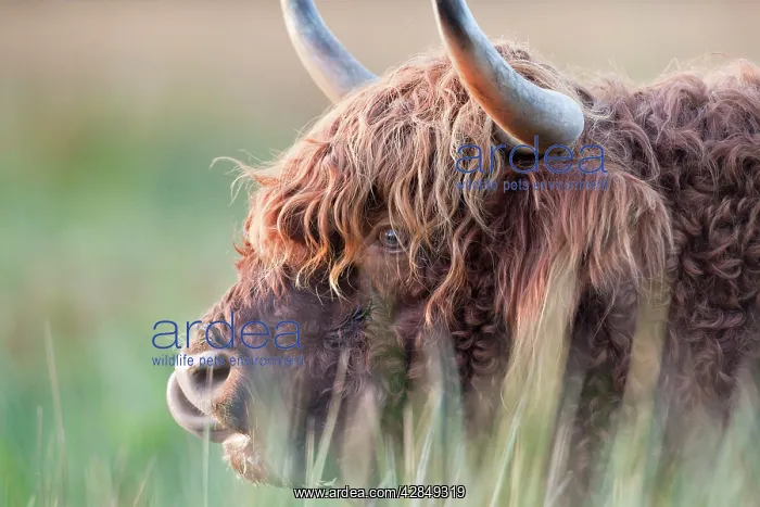 : Highland Cattle : Highland Cattle