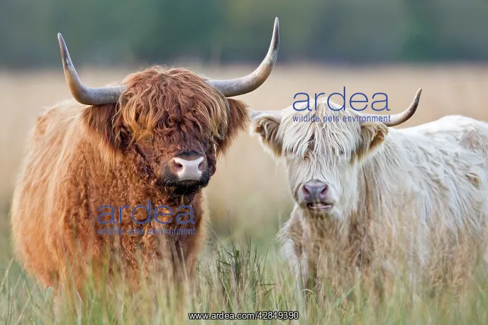  : Highland Cattle
